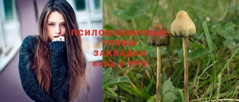 Псилоцибиновые грибы Magic Shrooms  Белозерск 